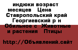 индюки возраст 6 месяцев › Цена ­ 180 - Ставропольский край, Георгиевский р-н, Обильное с. Животные и растения » Птицы   